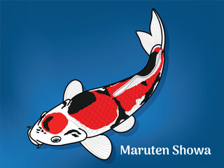 Vector image of Fancy carp or "koi". This's Varieties are called "Maruten Showa". Illustration for children's learning