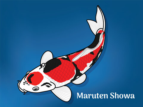 Vector image of Fancy carp or "koi". This's Varieties are called "Maruten Showa". Illustration for children's learning