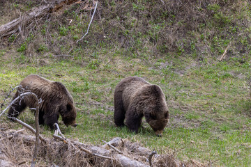Grizzly Bears in Spring in Yellowstone National Park