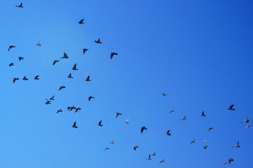 birds in flight
