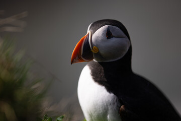 Naklejka premium Atlantic puffin on a rock in a bird colony with blurred background.