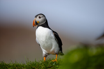 Atlantic puffin on a rock in a bird colony with blurred  background.