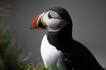 Atlantic puffin on a rock in a bird colony with blurred  background.