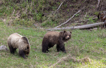 Grizzly Bears in Spring in Yellowstone National Park