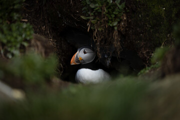 Atlantic puffin nesting in it's burrow with green surroundings.