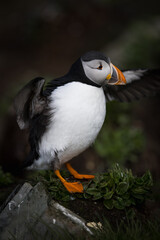 Atlantic puffin with open wings on a rock in a bird colony.