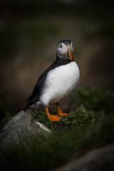 Atlantic puffin on a rock in a bird colony.