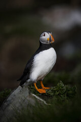 Atlantic puffin on a rock in a bird colony.