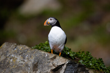 Atlantic puffin sitting on a rock in a bird colony.