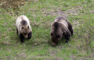 Grizzly Bears in Spring in Yellowstone National Park