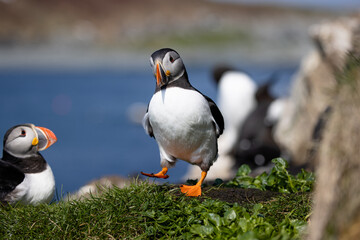 Atlantic puffin sitting on a rock in a bird colony with the sea in the background