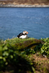 Atlantic puffin sitting on a rock in a bird colony with the sea in the background