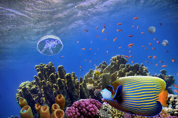 Photo of a coral colony on a reef top, Red Sea - 612039052