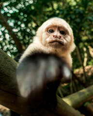 Capuchin monkey in Costa Rica