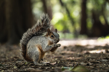 A squirrel on the floor