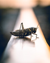 a cricket over a white background in golden hour