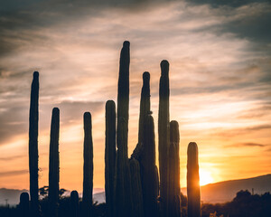 A sunset with cactus in silhouettes