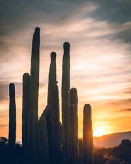 A sunset with cactus in silhouettes