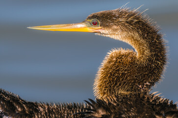 Portrait of Anhinga