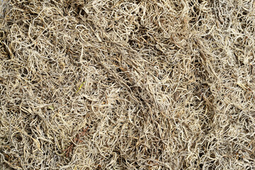 dried spanish moss seamless background