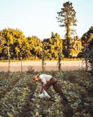 A cuban farmer is collecting tobacco leafs