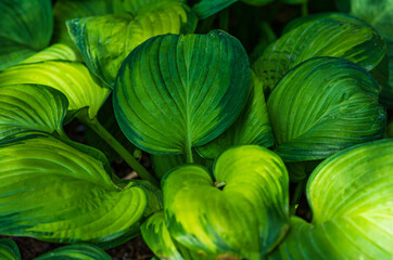 Fototapeta na wymiar big green leaves for background