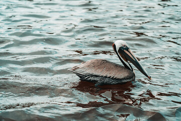 A pelican floating in the sea