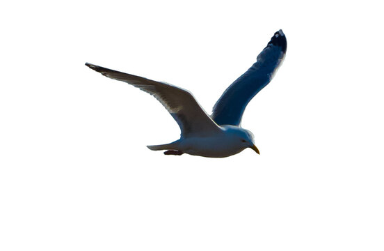 Fliegende M&ouml;we freigestellt