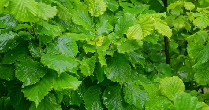 Rain falling on green hazelnut leaves