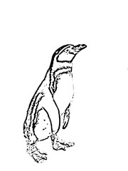 Penguin Illustration