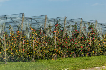Apple orchards near Lake Constance, Baden-Wurttemberg state, Germany