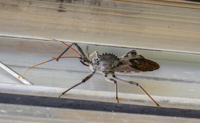 Wheel Bug isolated closeup