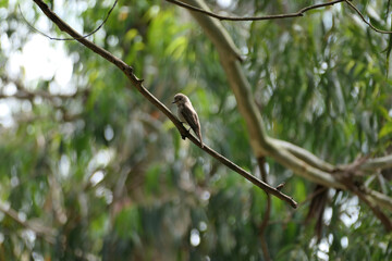a spotted flycatcher on a tree branch