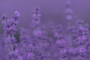 Lavender flower field. Violet lavender field sanset close up. Lavender flowers in pastel colors at blur background. Nature background with lavender in the field.