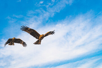 空を羽ばたくとんび