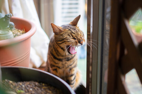 あくびをするベンガル猫