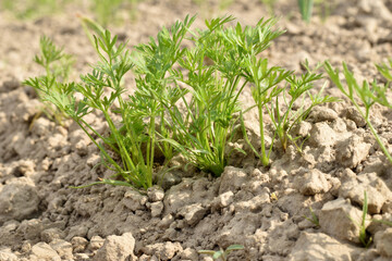 The first shoots of carrots sprouted in the garden.