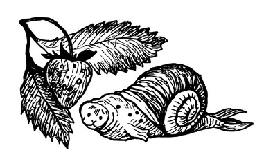 Tattoo seal, snail, hunting, strawberry