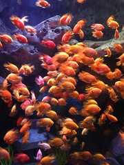 Beautiful golden fish swimming in the aquarium for aquatic animal concept