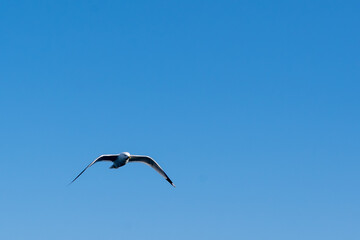 Möwe