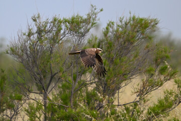 Western marsh harrier // Rohrweihe (Circus aeruginosus) 