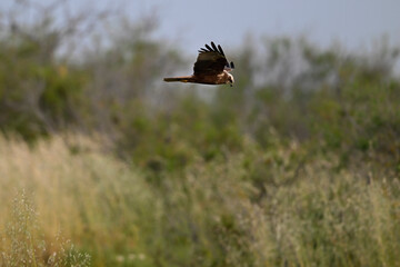 Western marsh harrier // Rohrweihe (Circus aeruginosus) 