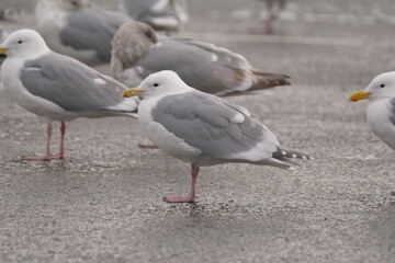 Seagulls in a parking lot