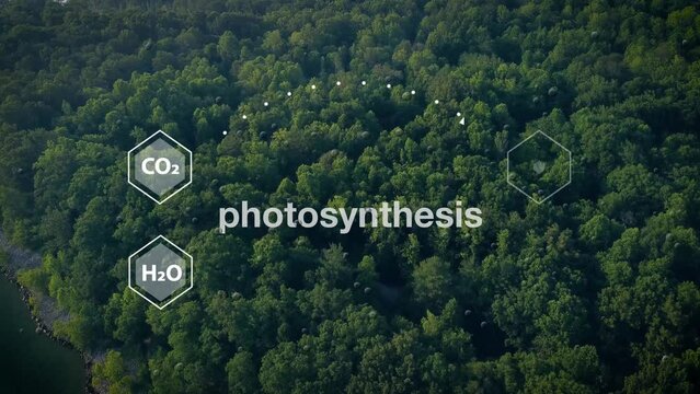 Chemical elements integral to the process of photosynthesis are depicted on an aerial view capturing a forest near a lake.