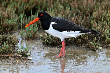 Eurasian Oystercatcher // Austernfischer (Haematopus ostralegus) - Axios Delta, Greece