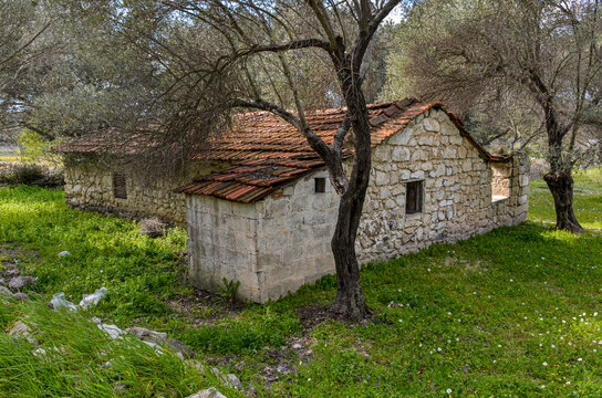 old stone country house with tile roof and olive garden in Alacati (Cesme, Izmir province, Turkiye)