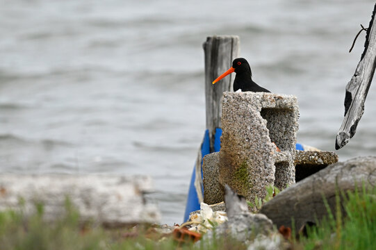 Eurasian Oystercatcher // Austernfischer (Haematopus ostralegus) - Axios Delta, Greece