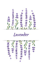 Floral background with lavender branches drawn in one line. Template for greeting card, invitation, product label with lavender
