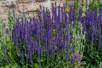 Woodland Sage on a Spring Morning, York County Pennsylvania USA