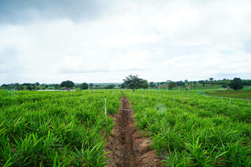 Commercial cultivation of ginger in a village agriculture field